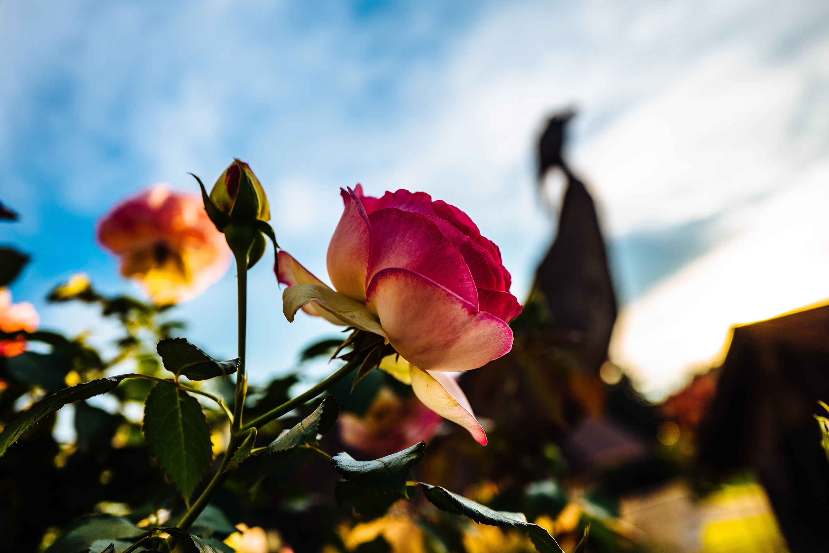 Rose - himmel