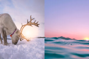 Reindeer on snow, split with ocean water.
